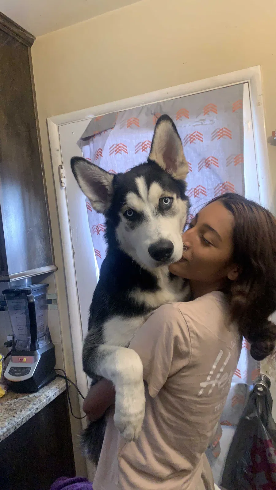 Lost dog in Sylmar, CA, 91342