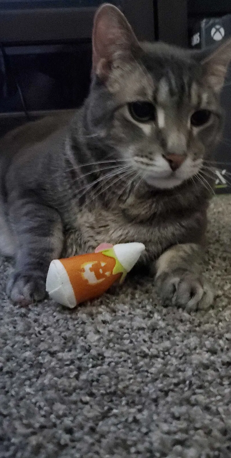 Lost cat in Thornton, CO, 80241
