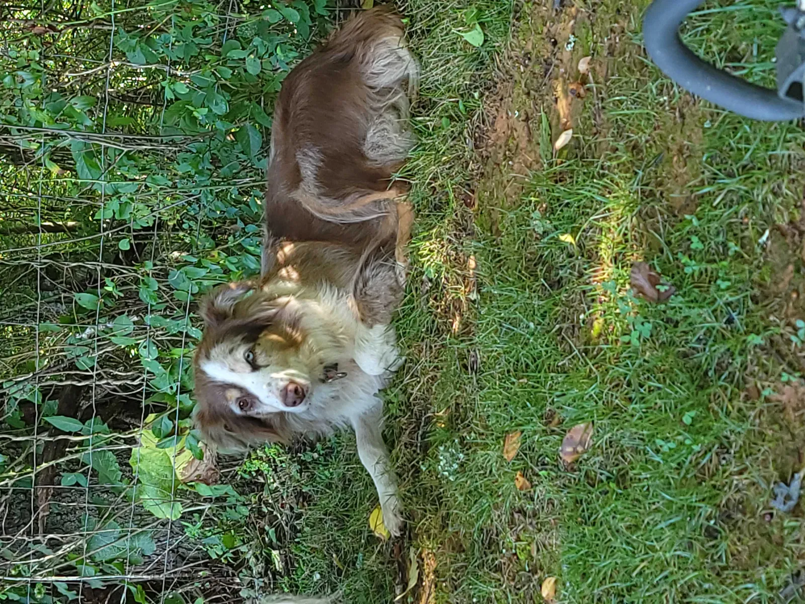 Lost dog in Galax, VA, 24333