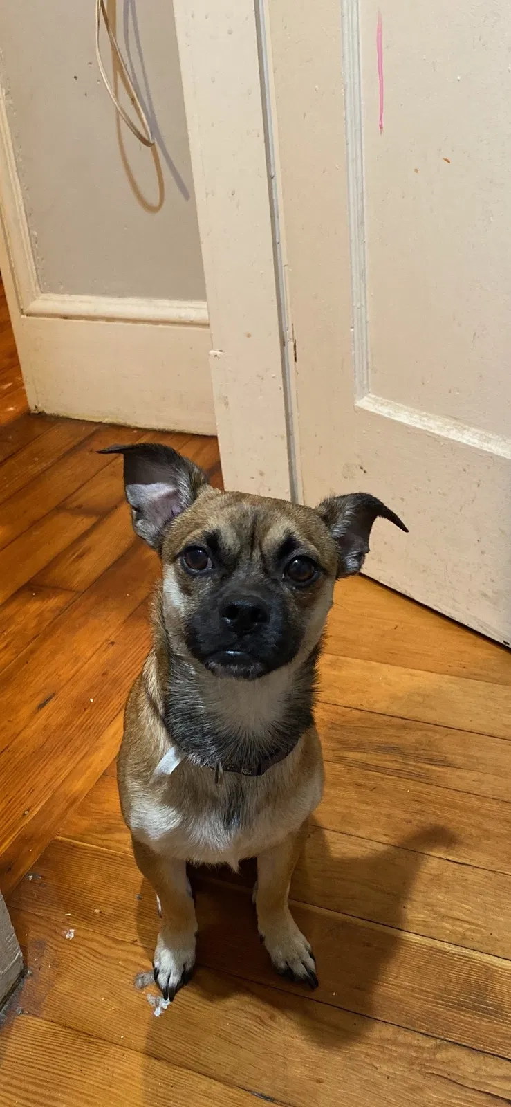 Lost dog in Springfield, MA, 1108