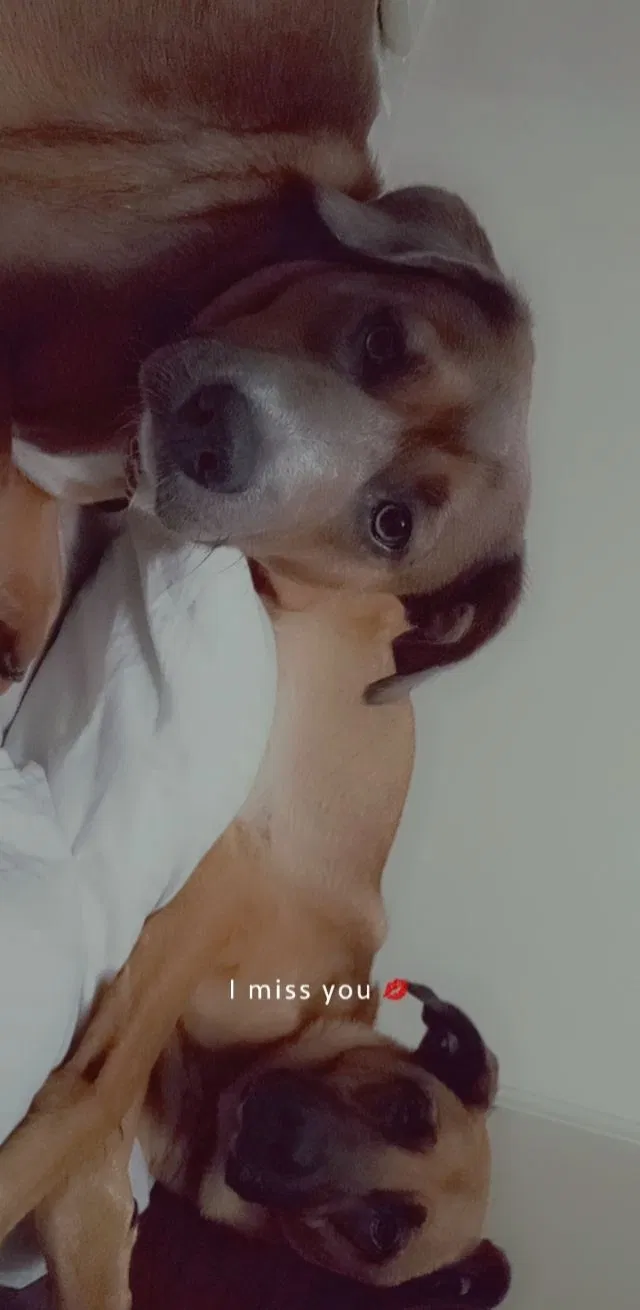 Lost dog in Wichita, KS, 67211