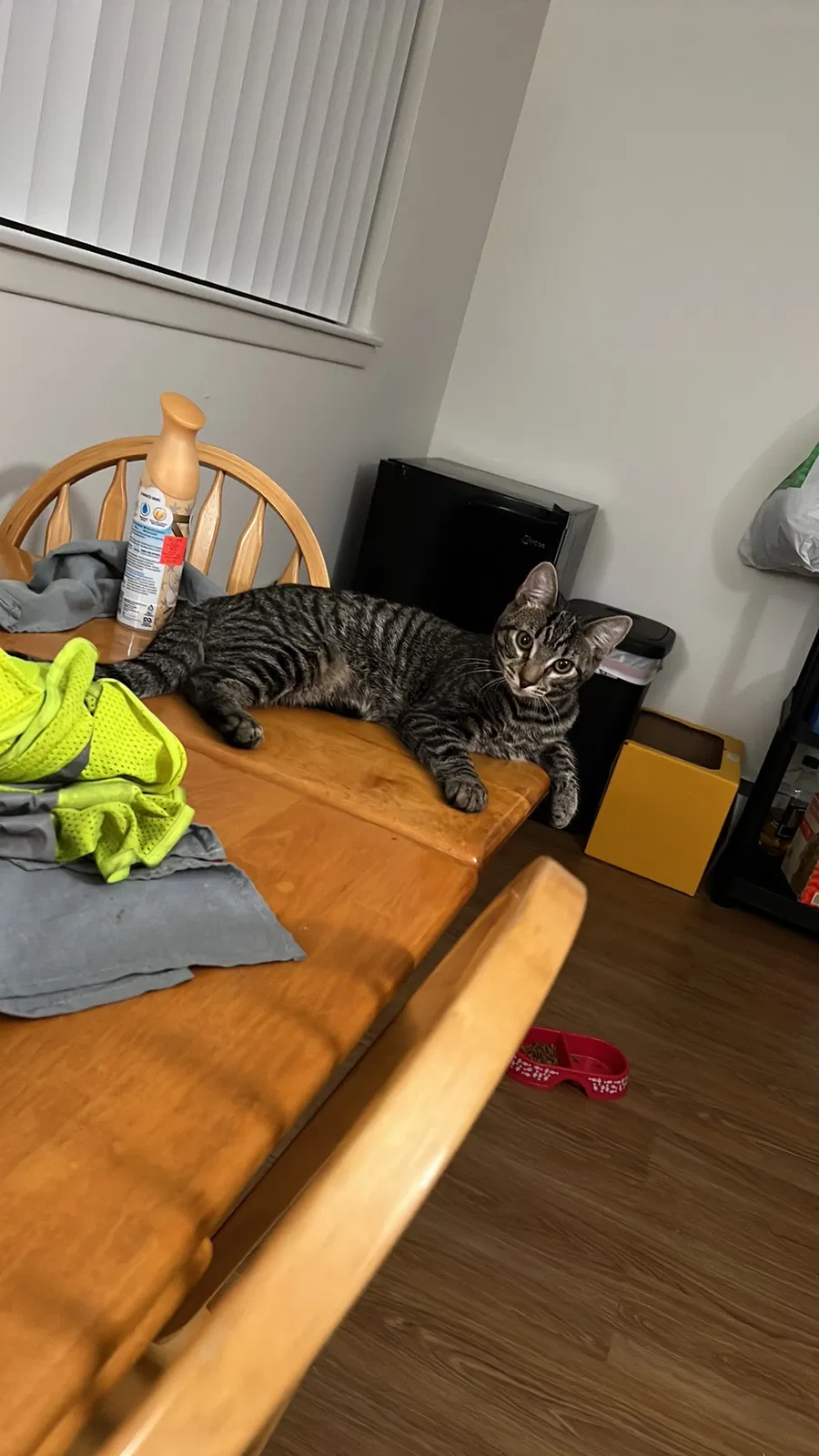 Lost cat in Langhorne, PA, 19047