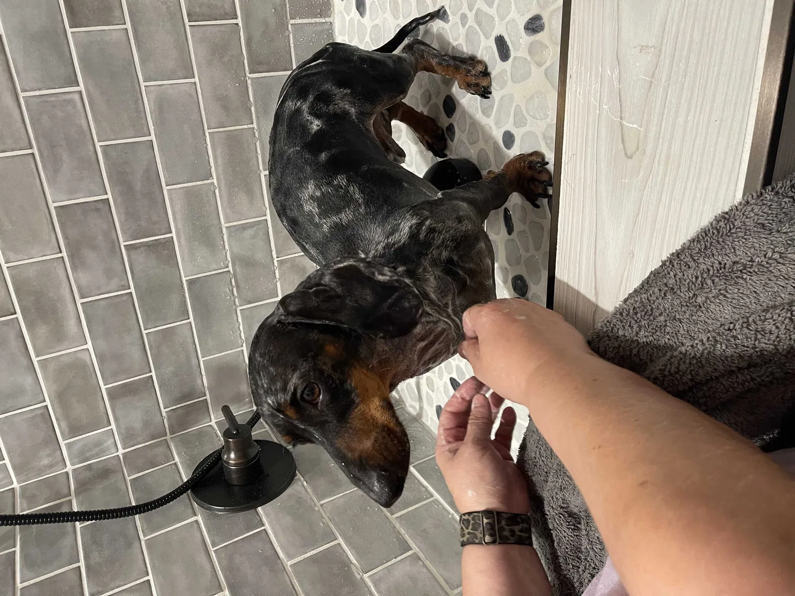 Lost dog in Arab, AL, 35016