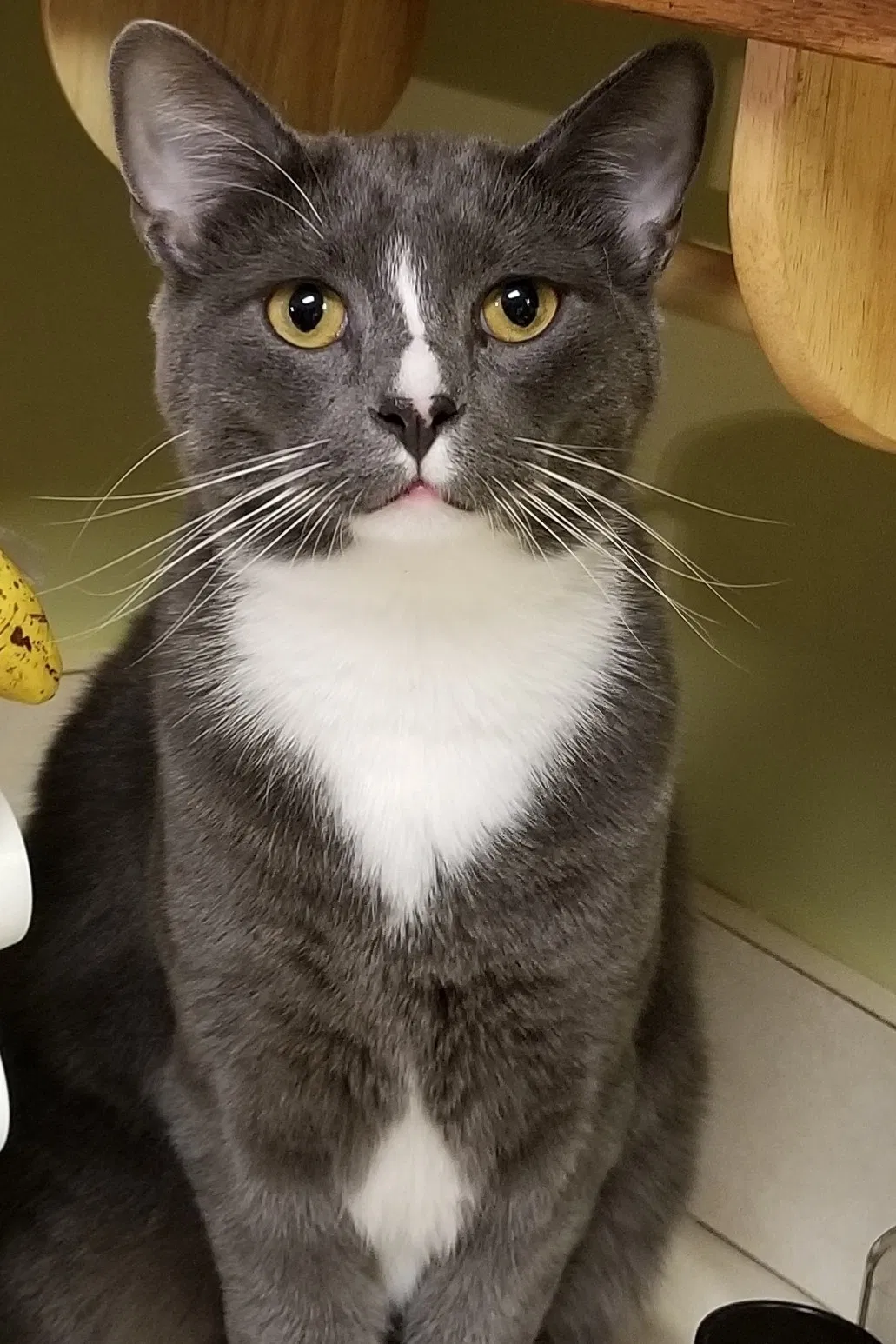 Lost cat in Nashville, TN, 37209