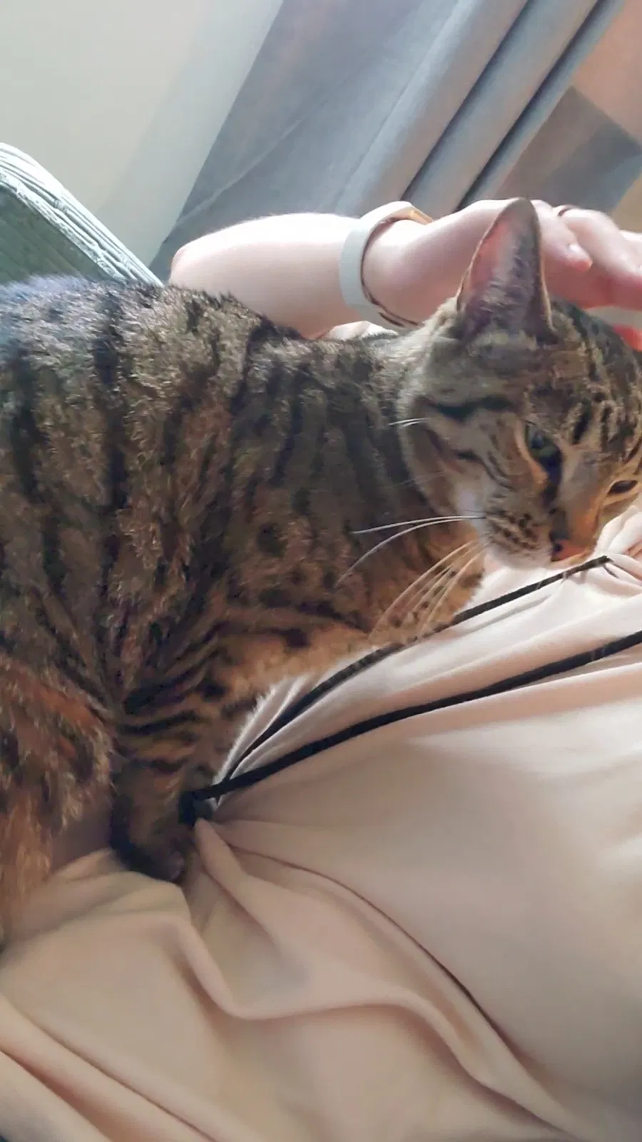 Lost cat in Allentown, PA, 18109