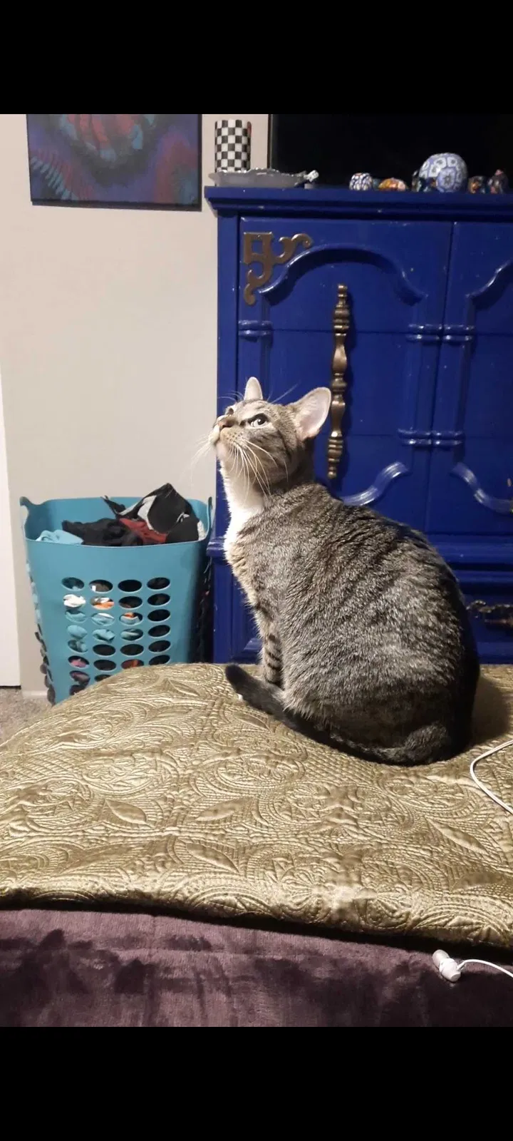 Lost cat in Wheat Ridge, CO, 80033