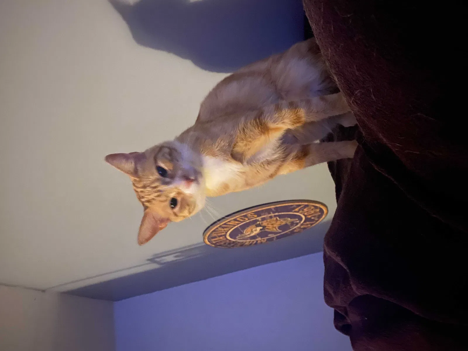 Lost cat in East Hartford, CT, 6118