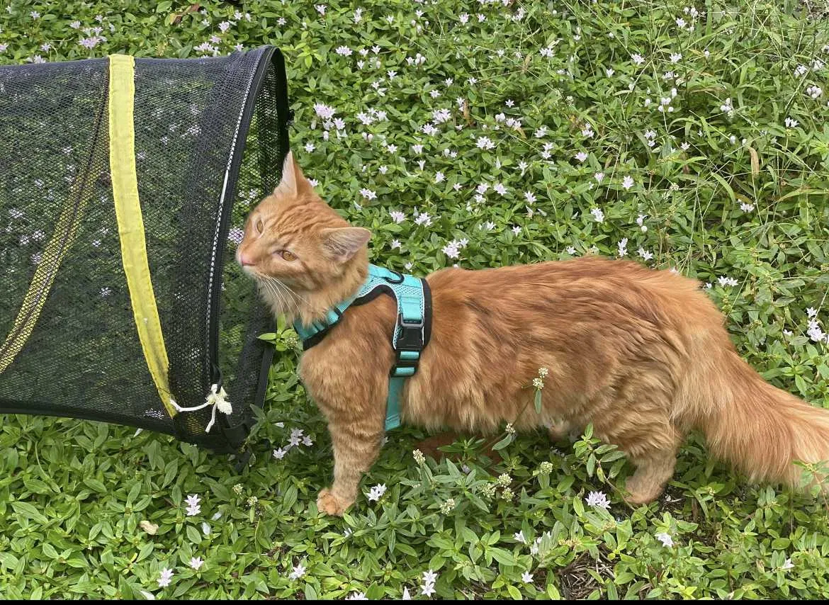 Lost cat in Hollywood, FL, 33023