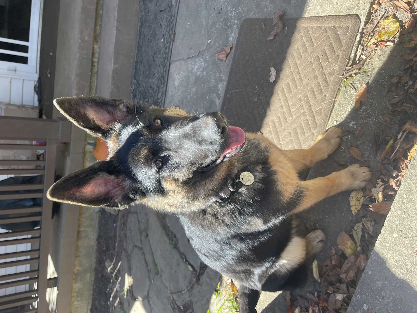 Lost dog in Hendersonville, NC, 28792