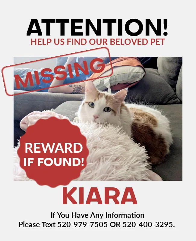 Lost cat in Tucson, AZ, 85730