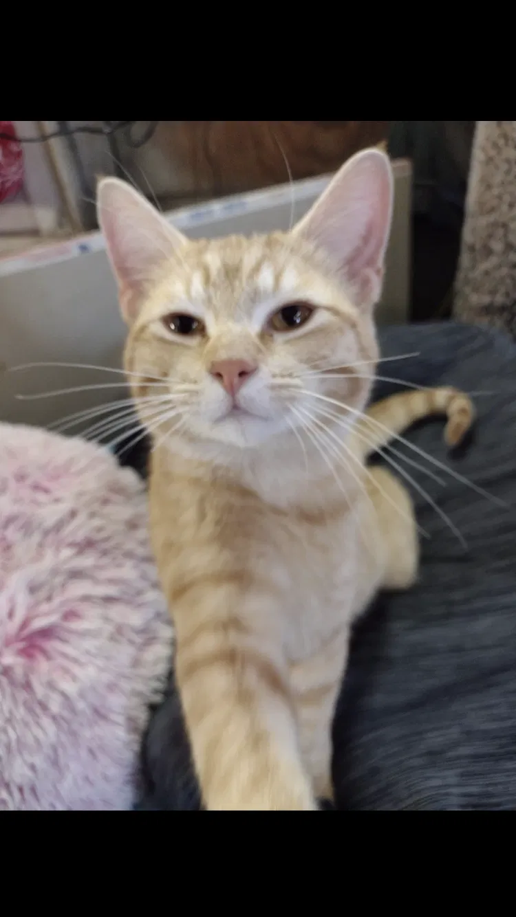 Lost cat in Saint Louis, MO, 63111