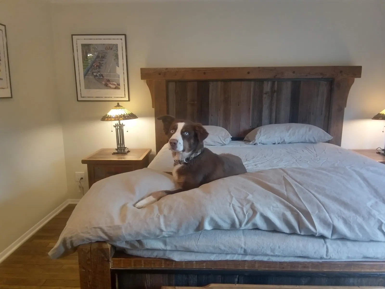 Lost dog in Redding, CA, 96001