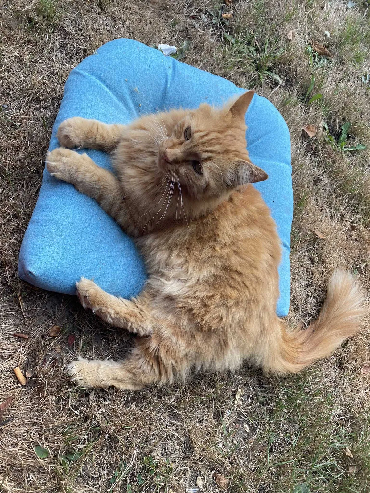 Lost cat in Seattle, WA, 98125