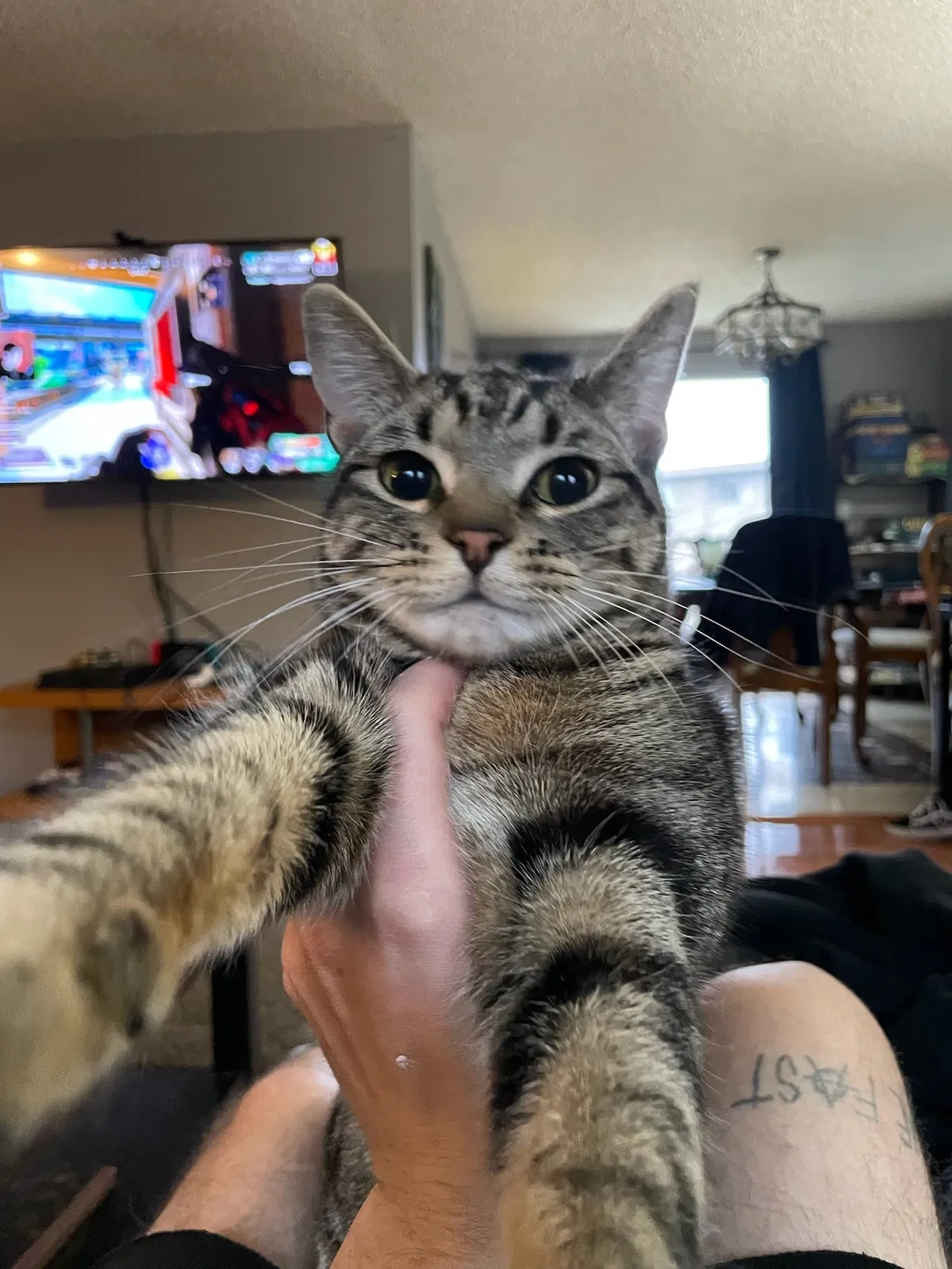 Lost cat in Seattle, WA, 98199