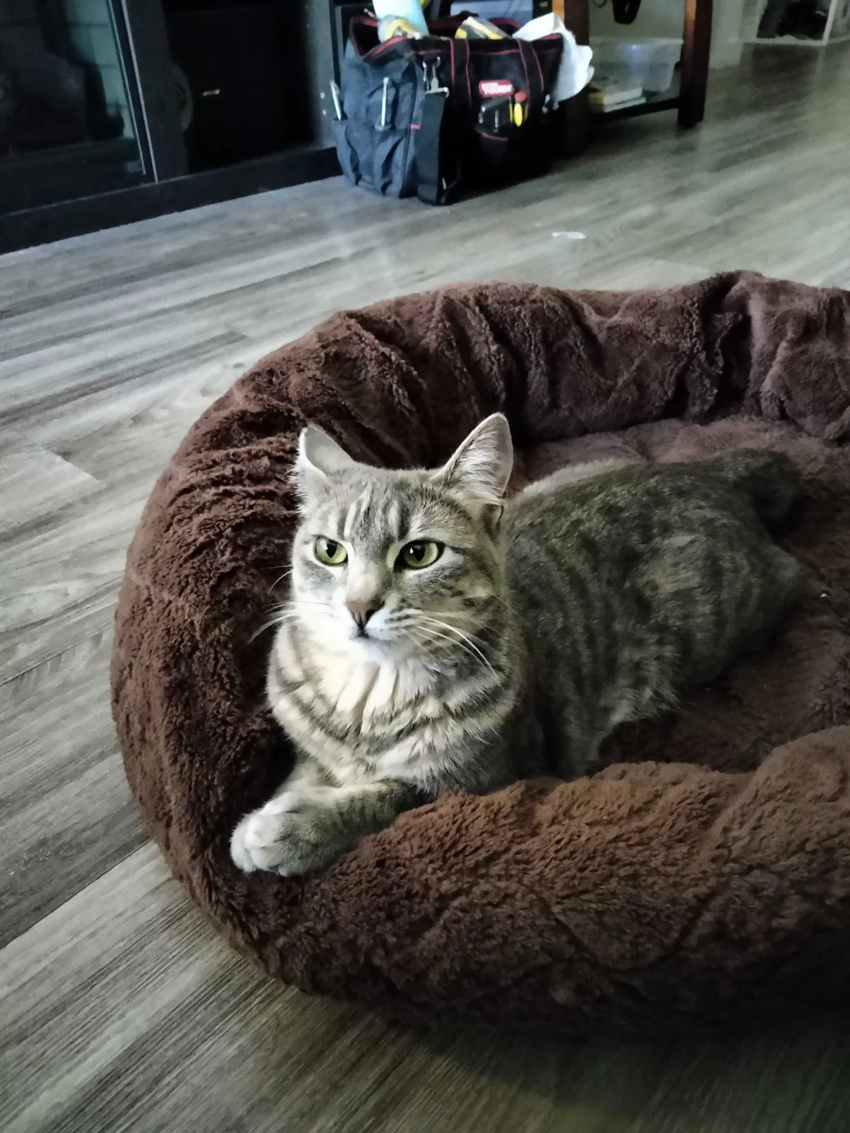 Lost cat in Vancouver, WA, 98682
