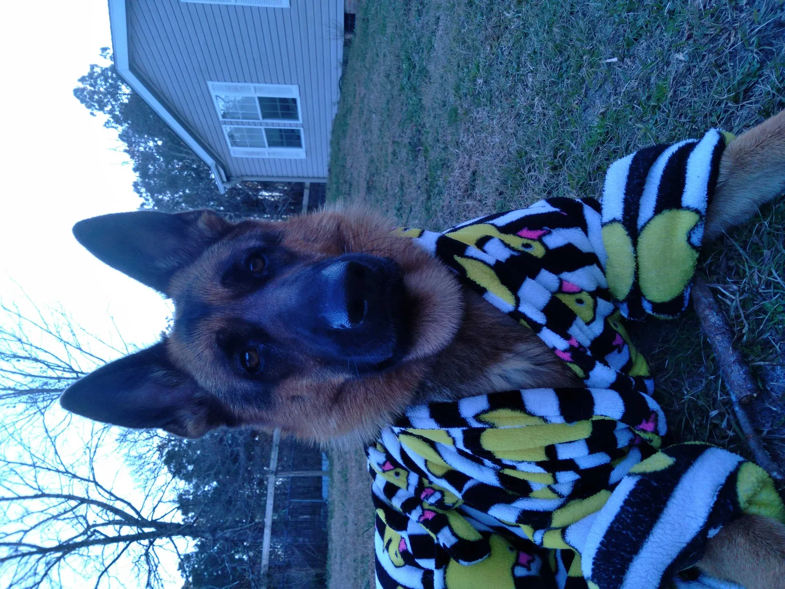 Lost dog in Holly Ridge, NC, 28445