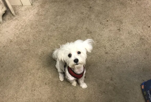 Lost dog in Portage, MI, 49002