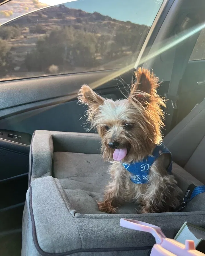 Lost dog in Palmdale, CA, 93550