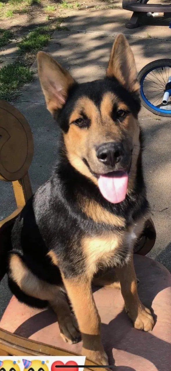 Lost dog in Terrell, TX, 75160