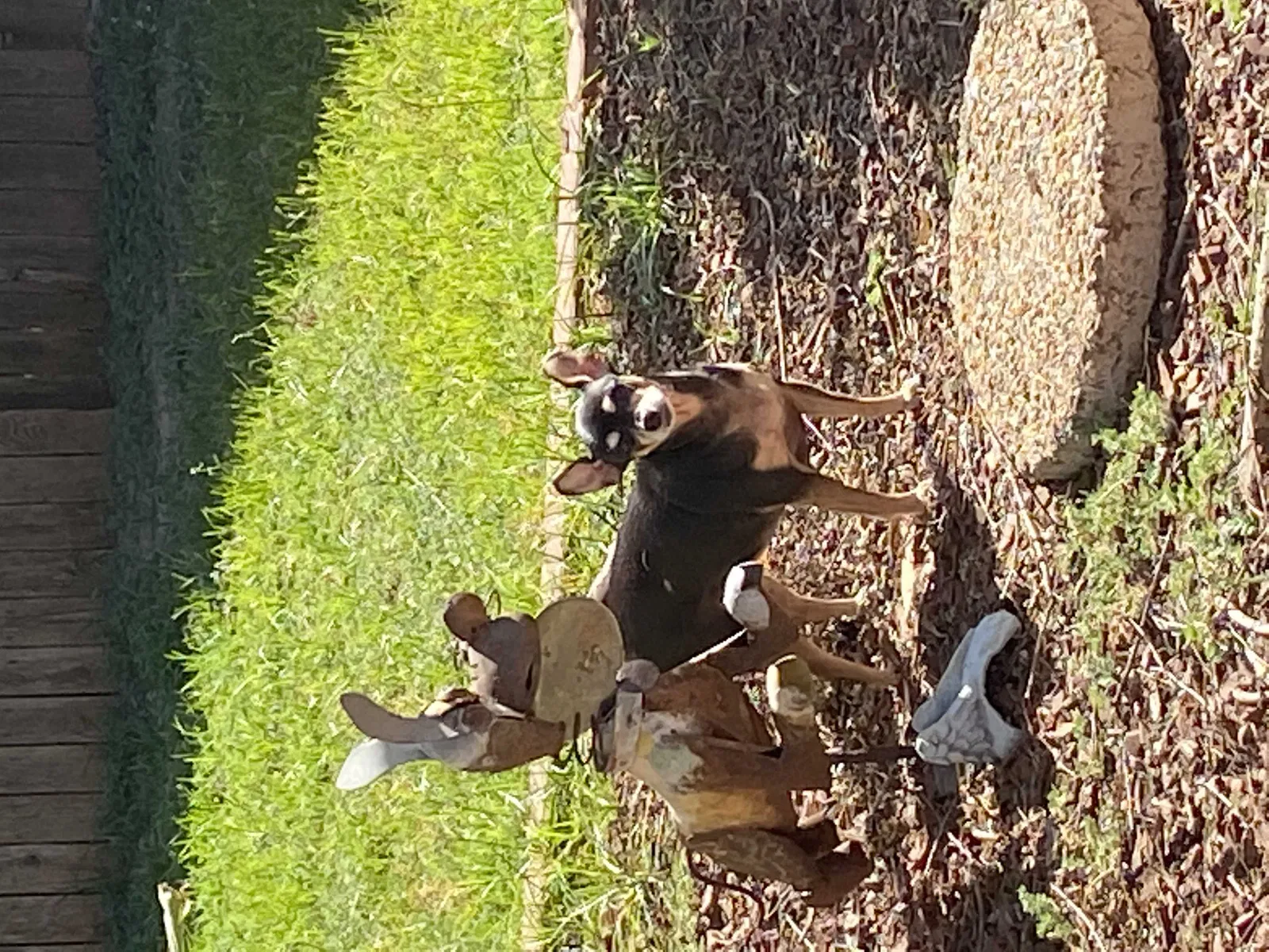 Lost dog in Lubbock, TX, 79423