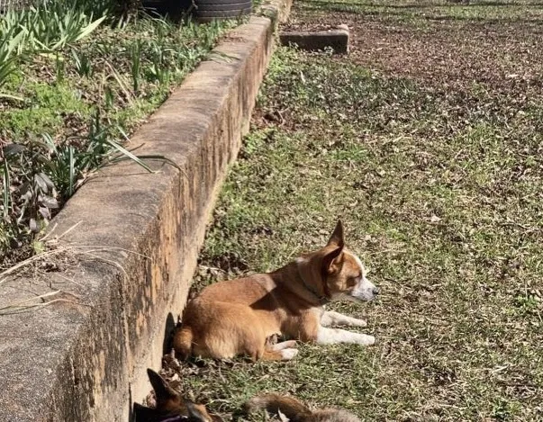 Lost dog in Lagrange, GA, 30240
