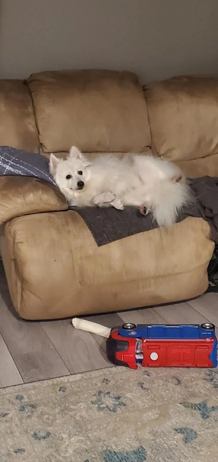 Lost dog in Wheeling, IL, 60090