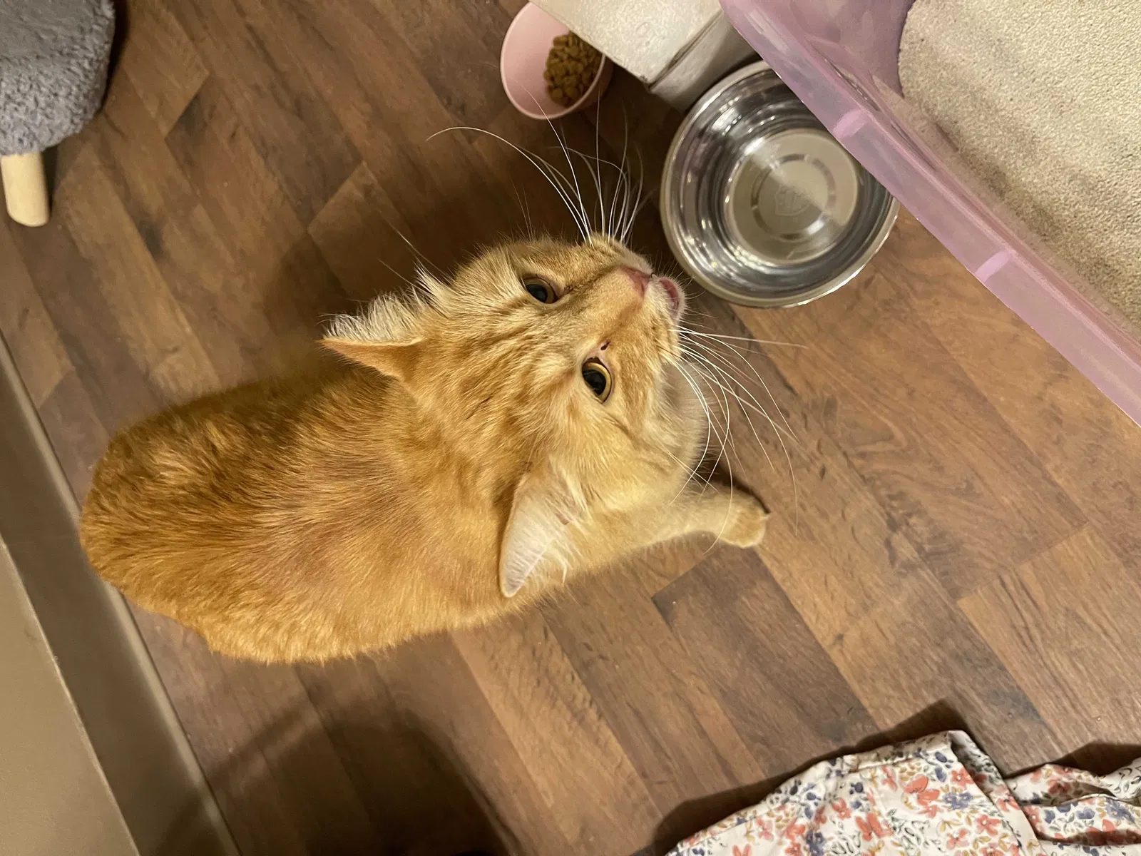 Found cat in Northville, MI, 48167