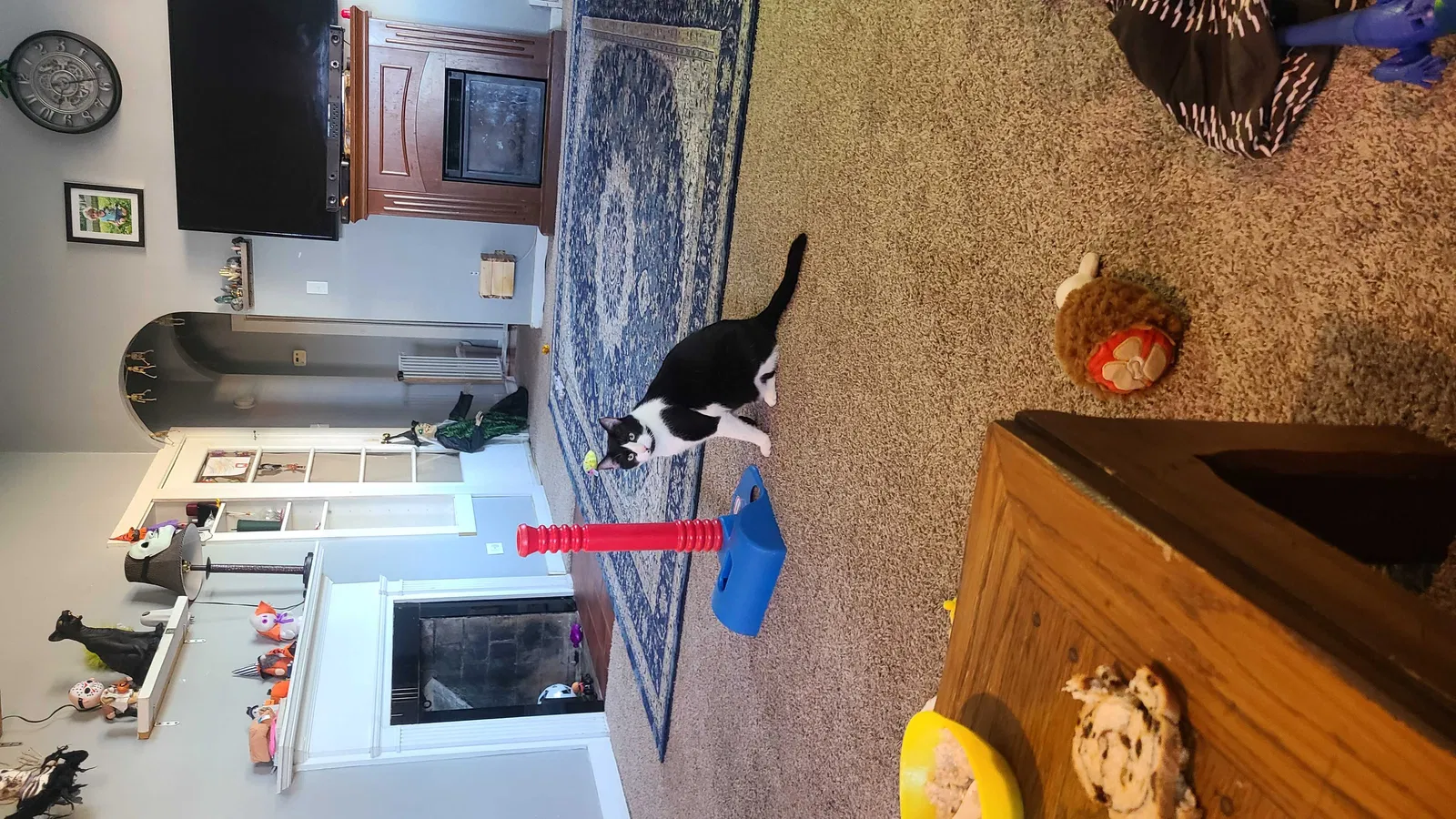 Lost cat in Lincoln, IL, 62656