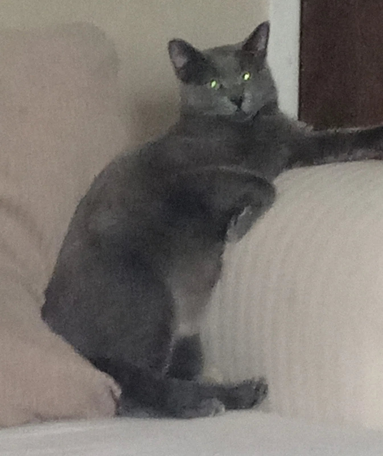 Lost cat in Des Moines, IA, 50317