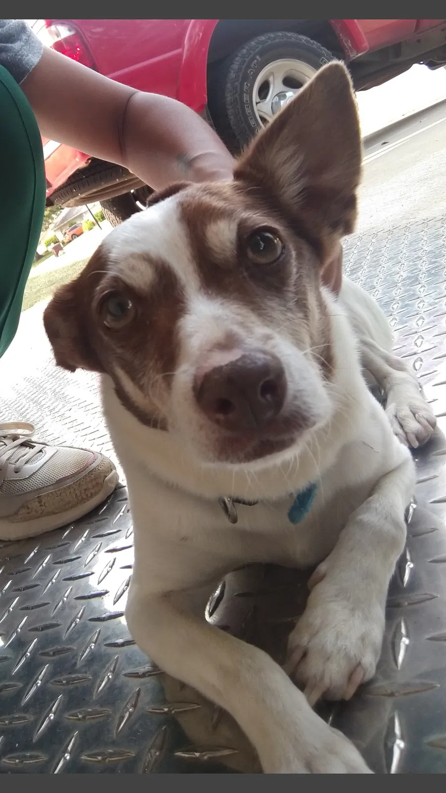 Lost dog in Plano, TX, 75074