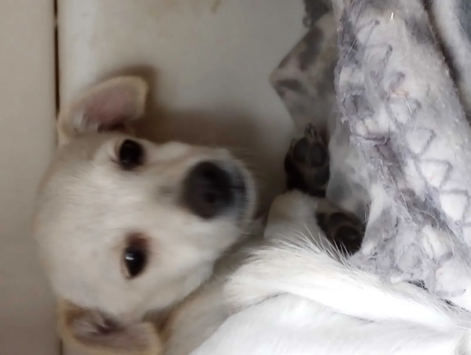 Found dog in Avenal, CA, 93204