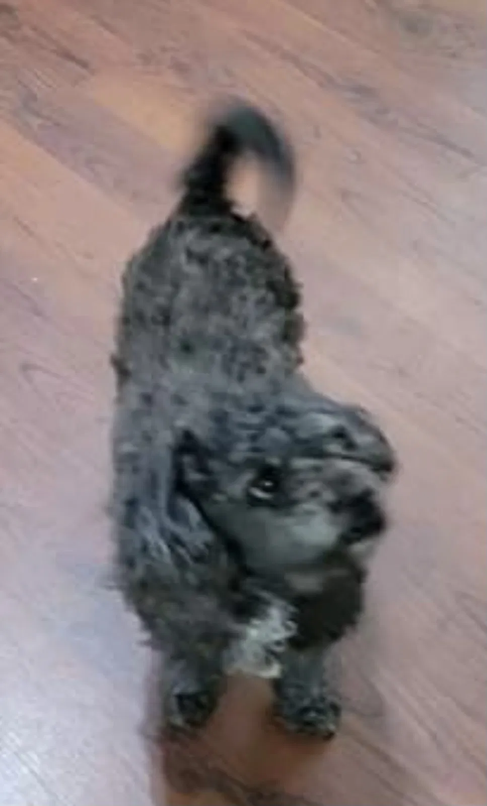 Lost dog in Kernersville, NC, 27284