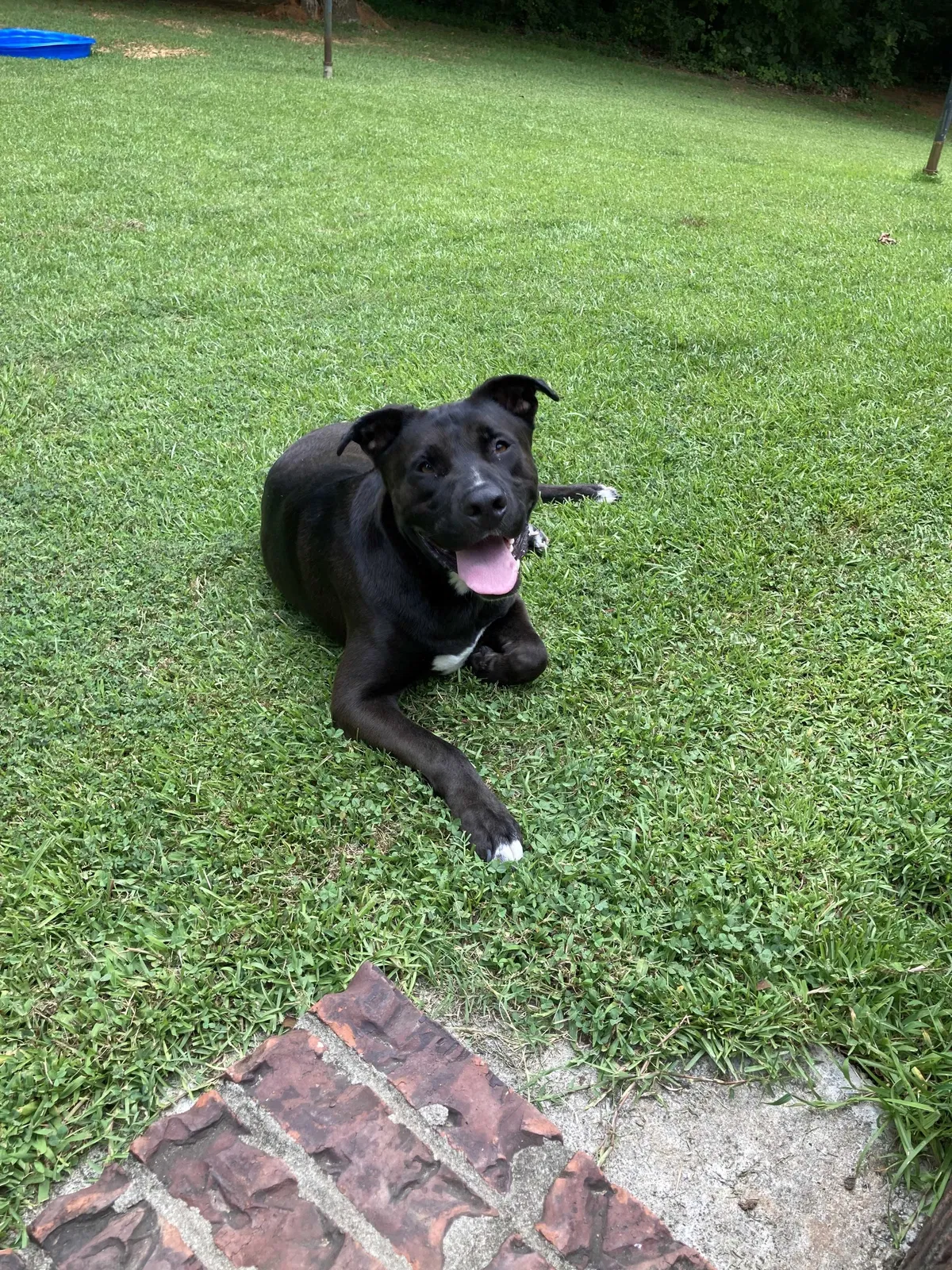 Found dog in Kelso, TN, 37348