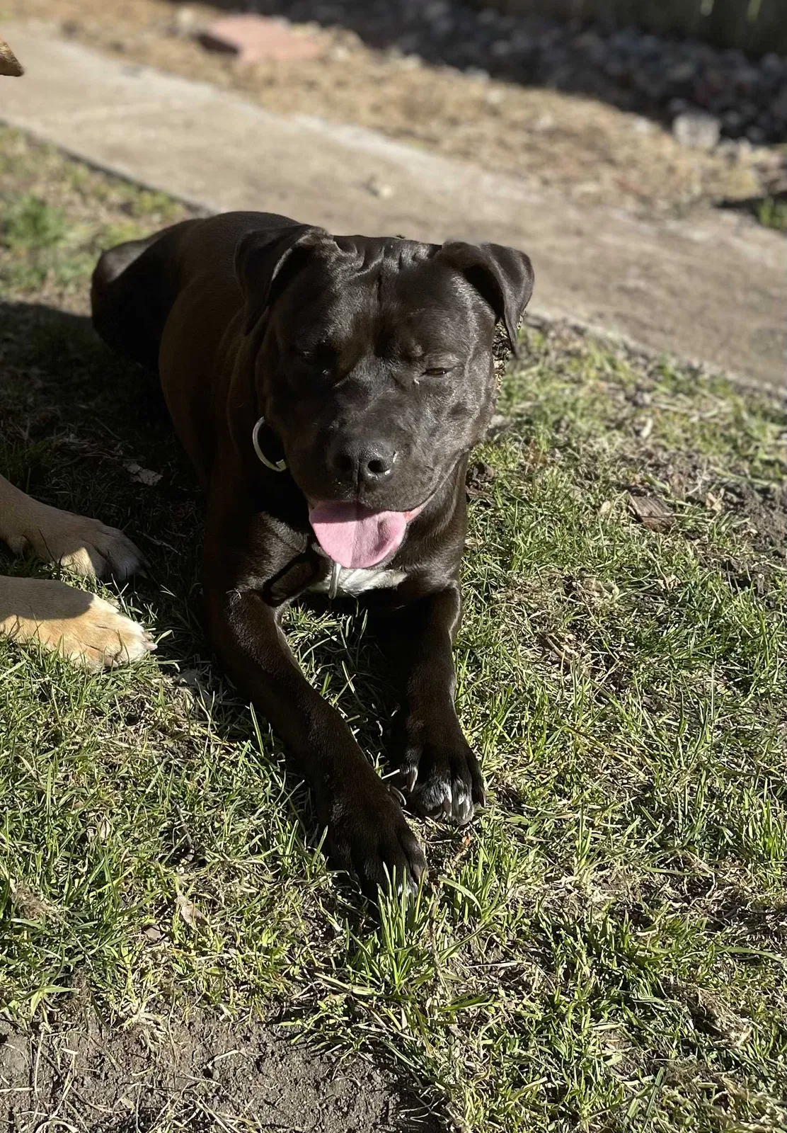 Lost dog in Saint Paul, MN, 55130