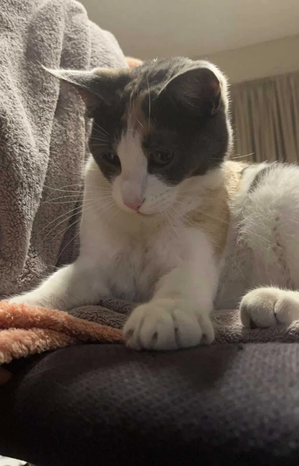 Lost cat in Fort Worth, TX, 76148