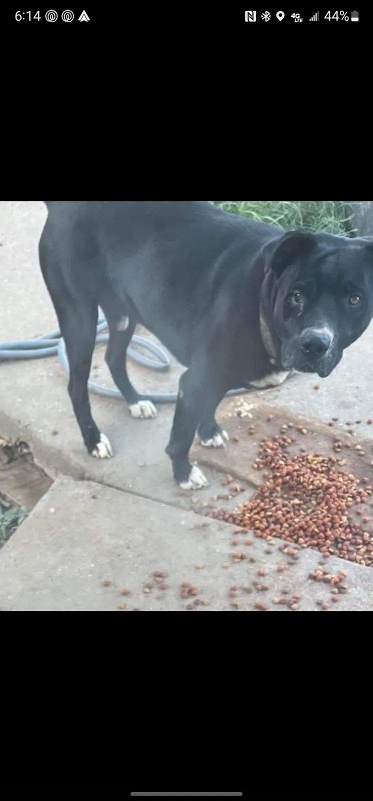 Lost dog in Hanceville, AL, 35077