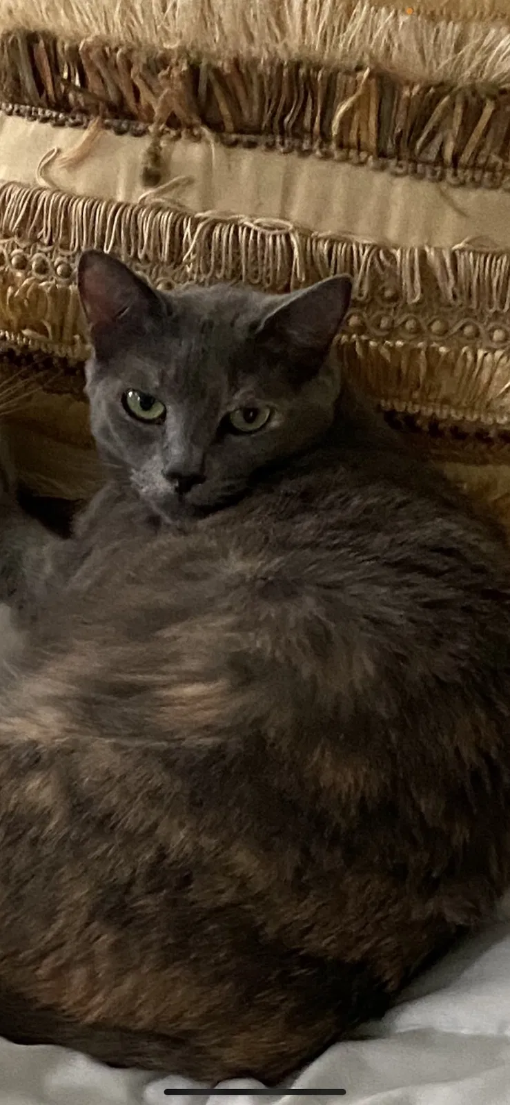 Lost cat in Fort Worth, TX, 76177