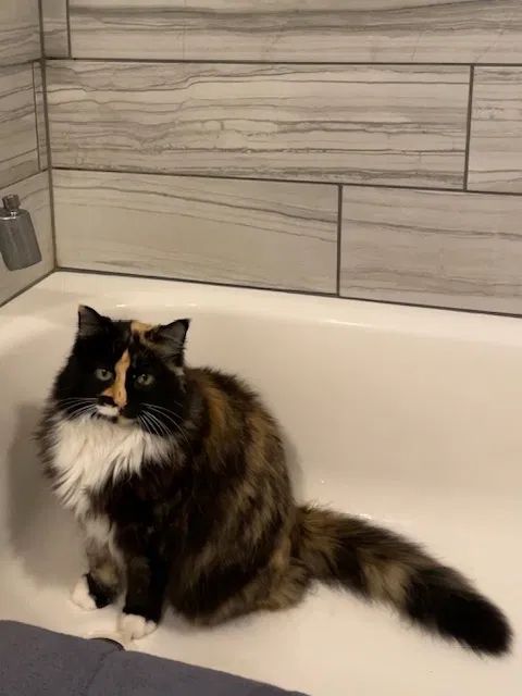 Lost cat in Salt Lake City, UT, 84115