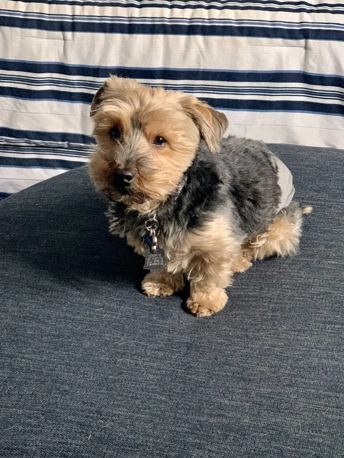 Lost dog in Monument, CO, 80132