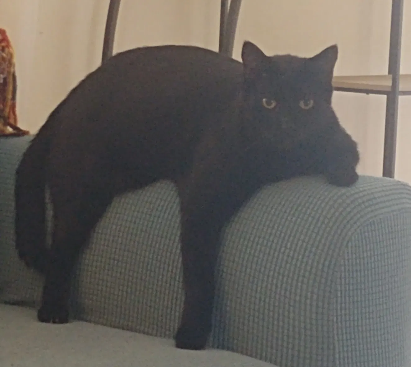 Lost cat in Fort Myers Beach, FL, 33931