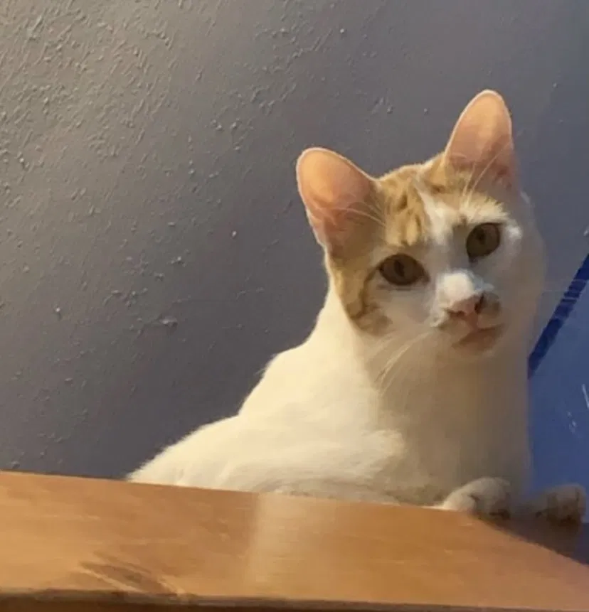 Lost cat in Austin, TX, 78728