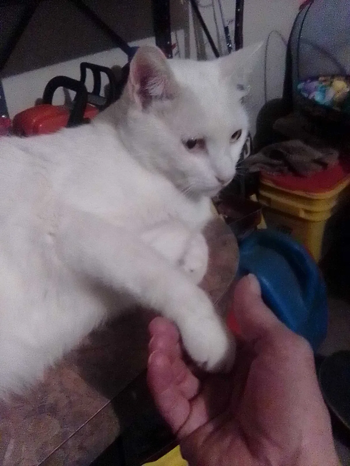 Lost cat in Unknown, OK, 73466