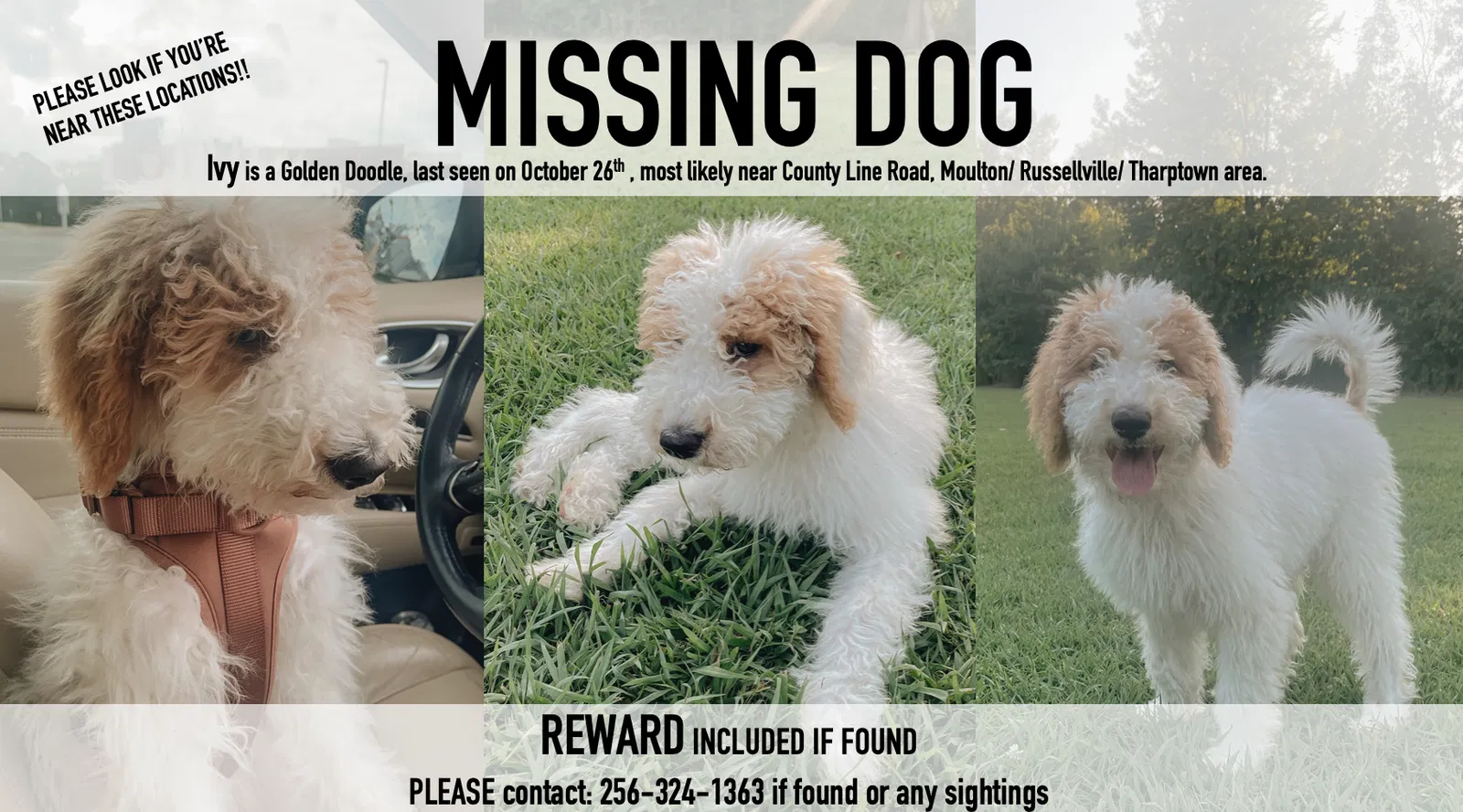 Lost dog in Russellville, AL, 35654