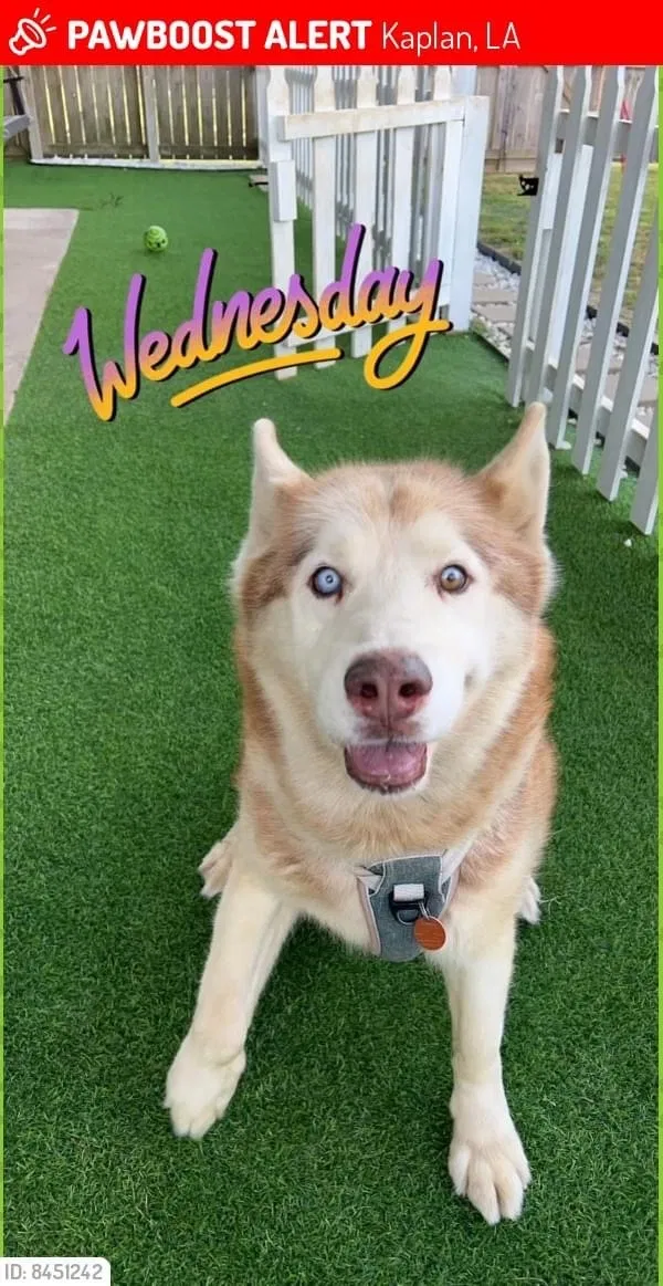 Lost dog in Kaplan, LA, 70548