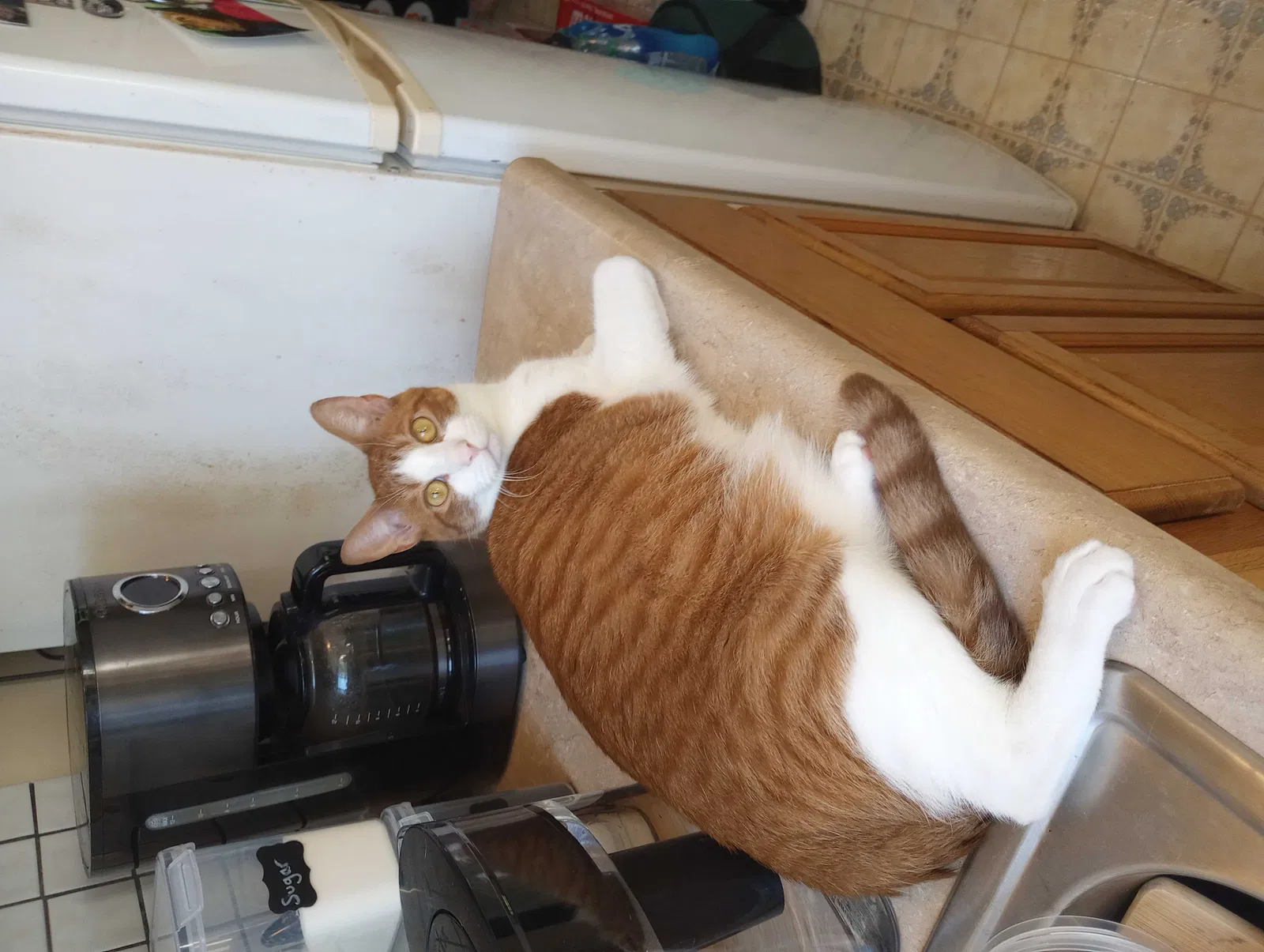 Lost cat in Knoxville, TN, 37918
