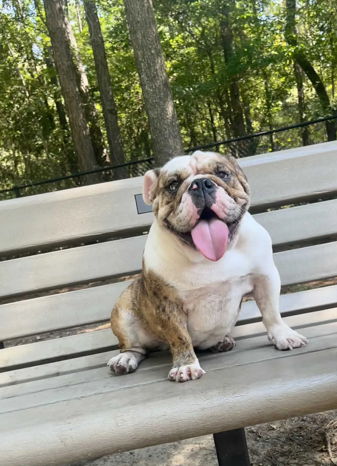 Lost dog in Houston, TX, 77090