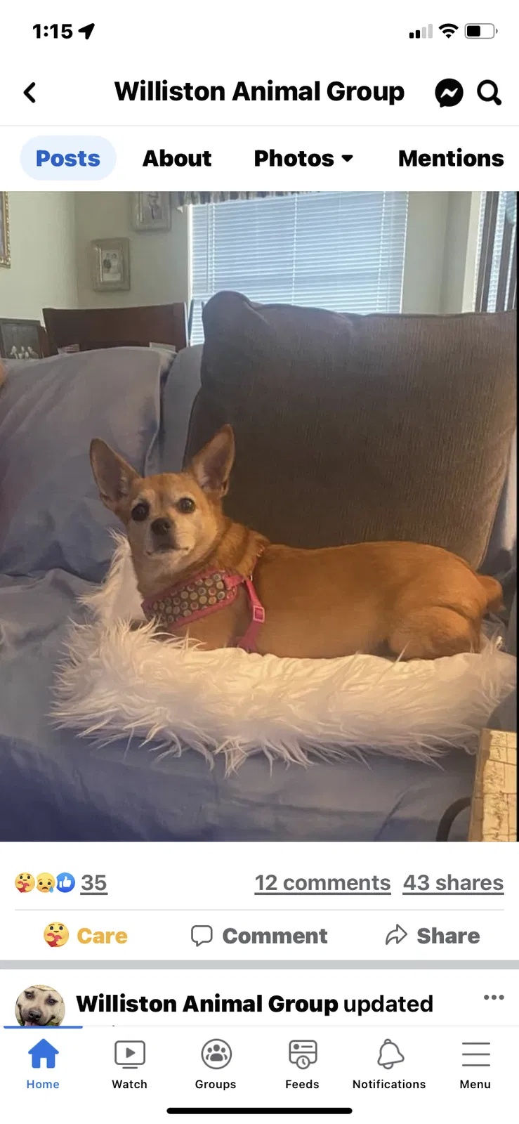 Lost dog in Williston, FL, 32696