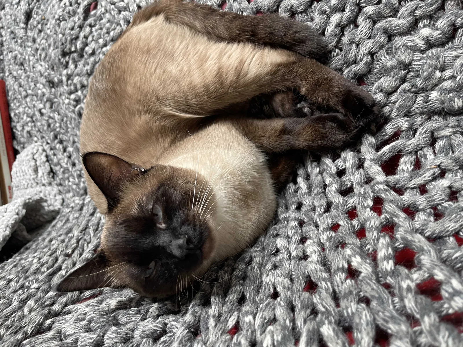Lost cat in Pittsburgh, PA, 15212