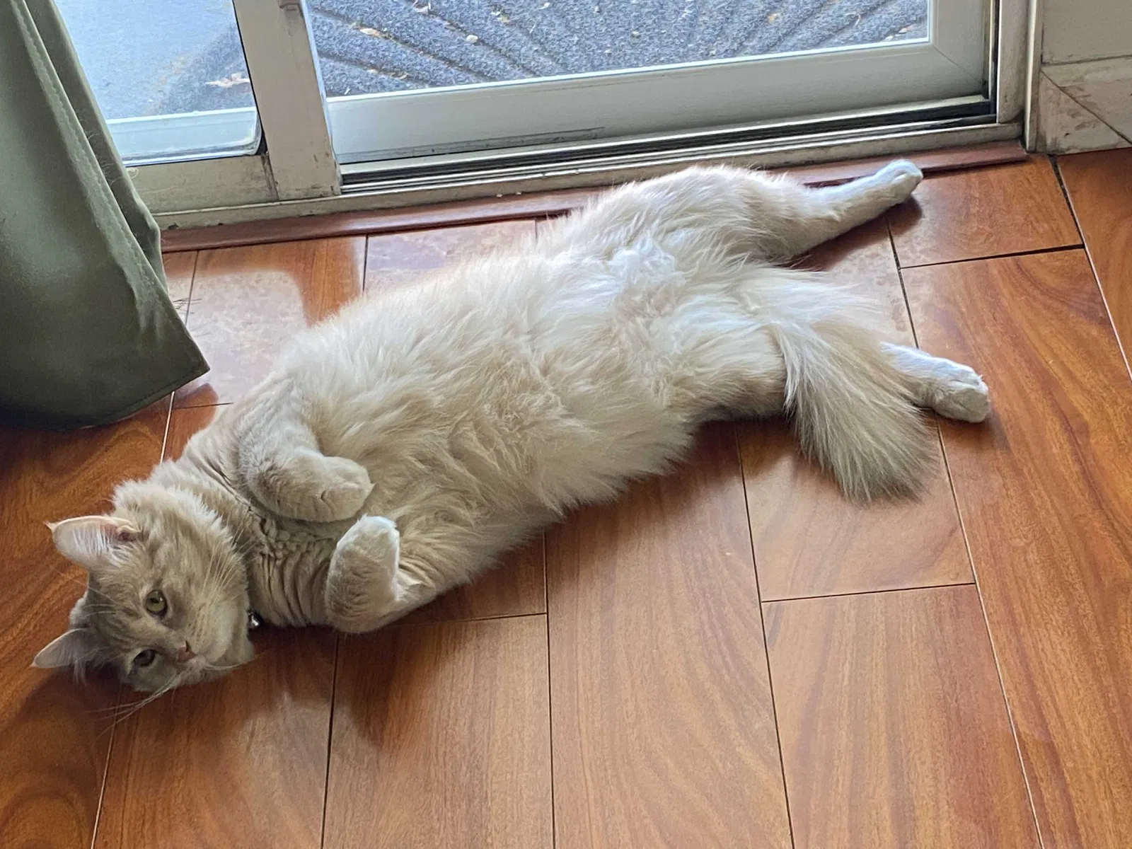 Lost cat in Palmdale, CA, 93551