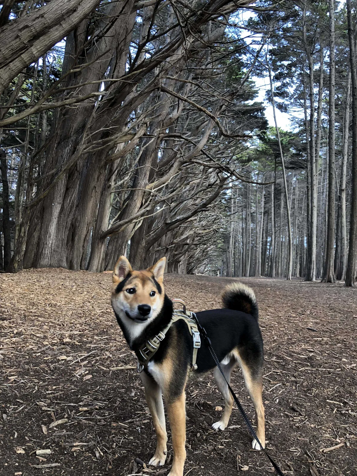 Lost dog in Fremont, CA, 94539
